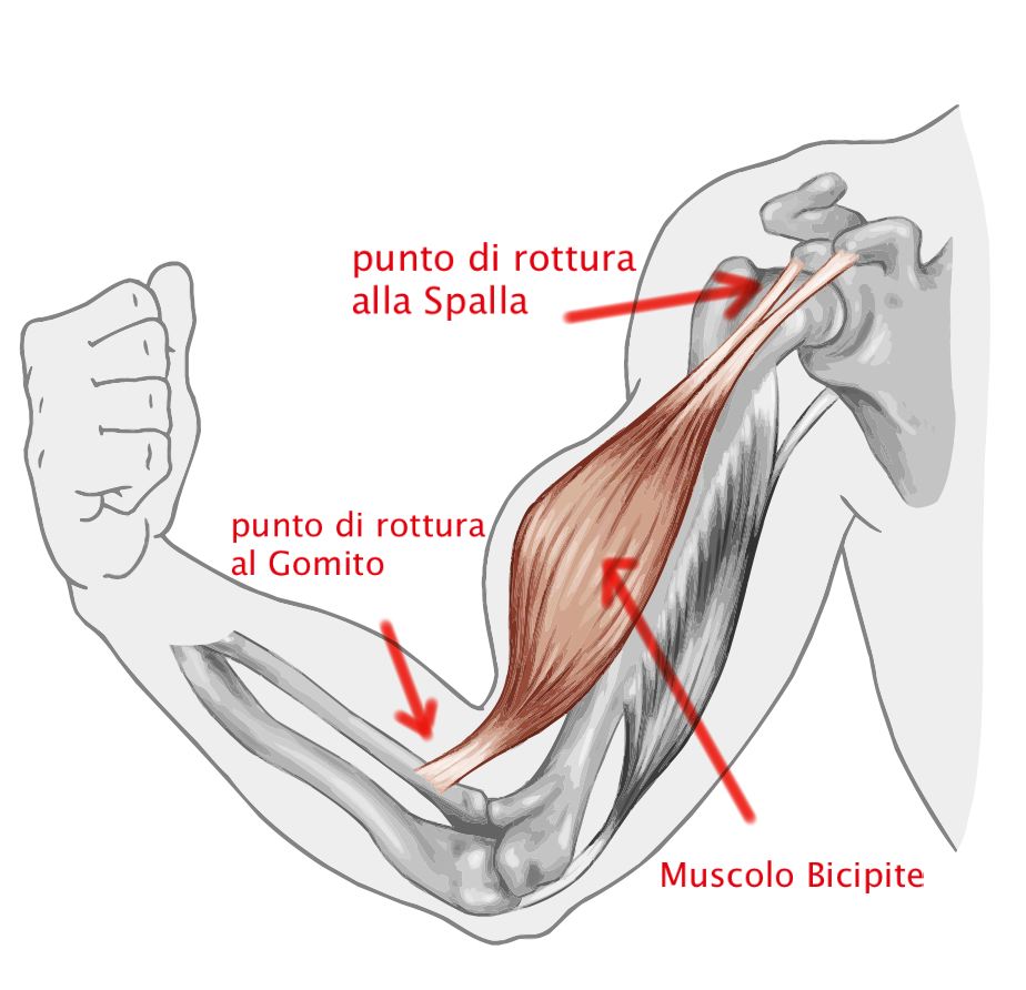 bicipite